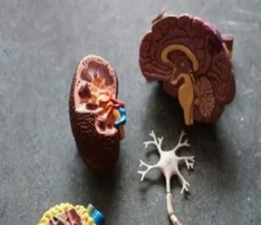 Model of human anatomy parts including brain, kidney, and neuron on a gray surface. Post about kidney cancer
