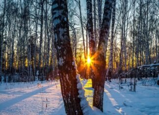 Winter Solstice 2024: Shortest Day vs Longest Night As the sun sets during the Winter Solstice, its light filters through a snowy forest, casting long shadows from bare trees.